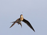 Collared Pratincole (Glareola pratincola) 