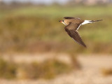 Collared Pratincole (Glareola pratincola) 