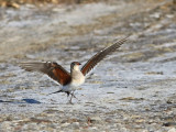 Collared Pratincole (Glareola pratincola)