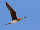 Collared Pratincole (Glareola pratincola)