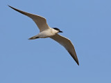 Gull-billed Tern (Gelochelidon nilotica)