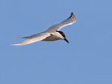 Gull-billed Tern (Gelochelidon nilotica)