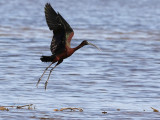 Glossy Ibis (Plegadis falcinellus)