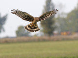 Hen Harrier (Circus cyaneus)