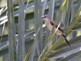 Indian Silverbill (Lonchura malabarica) 