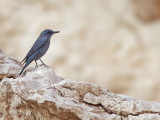 Blue rock-thrush (Monticola solitarius)