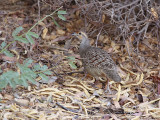 Grey francolin (Francolinus pondicerianus )