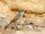 Red-tailed Wheatear (Oenanthe chrysopygia) 