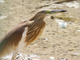 Squacco Heron (Ardeola ralloides)