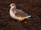 Sabines Gull (Xema sabini)