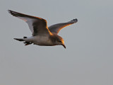 Sabines Gull (Xema sabini)