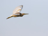 Squacco Heron (Ardeola ralloides)