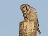 Northern Hawk Owl (Surnia ulula)