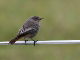 Black Redstarts (Phoenicurus ochruros)