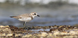 Lesser Sand Plover (Charadrius mongolus)