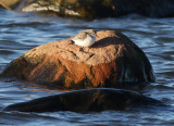 Red-necked Stint (Calidris ruficollis) 