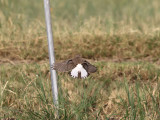 Pied Wheatear (Oenanthe pleschanka) 