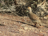 Grey Francolin (Francolinus pondicerianus)