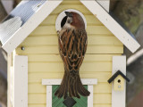 Eurasian Tree Sparrow (Passer montanus) x House Sparrow (Passer domesticus)