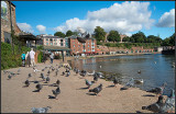 Pigeons