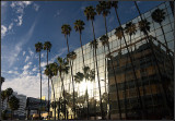 Hollywood Palms