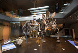 Dinos III