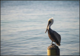 Pelican I