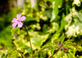 Geranium robertianum (Herb-Robert).jpg