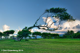 A Magnificent Windswept Tree