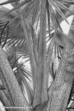 Palm Tree Abstract