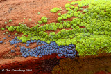 Multi-Colored Lichen