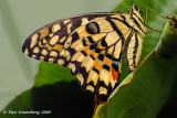 Swallowtail Close Up