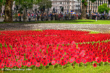 Somme 100 Field of Remembrance