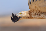 Short-toed Eagle - חיוויאי - Circaetus gallicus
