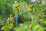 Blue-tailed Bee-eater - שרקרק - Merops philippinus