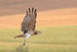 Short-toed Eagle - חיוויאי - Circaetus gallicus