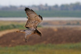 <h5>Short-toed Eagle - חיוויאי - <i>Circaetus gallicus<i></h5>