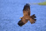 <h5>Marsh Harrier - זרון סוף - <i>Circus aeruginosus<i></h5>