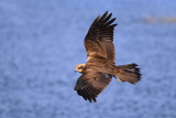 Marsh Harrier - זרון סוף - Circus aeruginosus