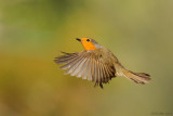 <h5>European Robin - אדום-החזה - <i>Erithacus rubecula<i></h5>