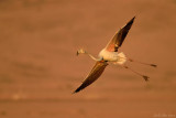 Flamingo - פלמינגו מצוי - Phoenicopterus roseus
