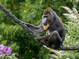 Wingham Wildlife Park - Mandrill