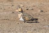 Pin-tailed Sandgrouse (f.)