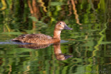 Common Pochard