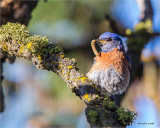 Western Bluebird, Turnbull Wildlife Refuge