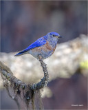 West Bluebird, Turnbull Wildlife Refuge