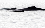 Humpback whale and calves,  AK
