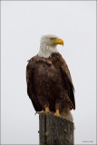 Bald Eagle Davenport WA