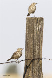 Sage Thrashers, Lincoln County, WA