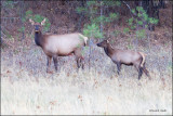 Cow & Calf Elk, TBWF